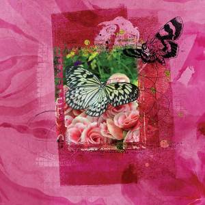 6个高品质的蝴蝶肌理效果PS笔刷下载[ABR]