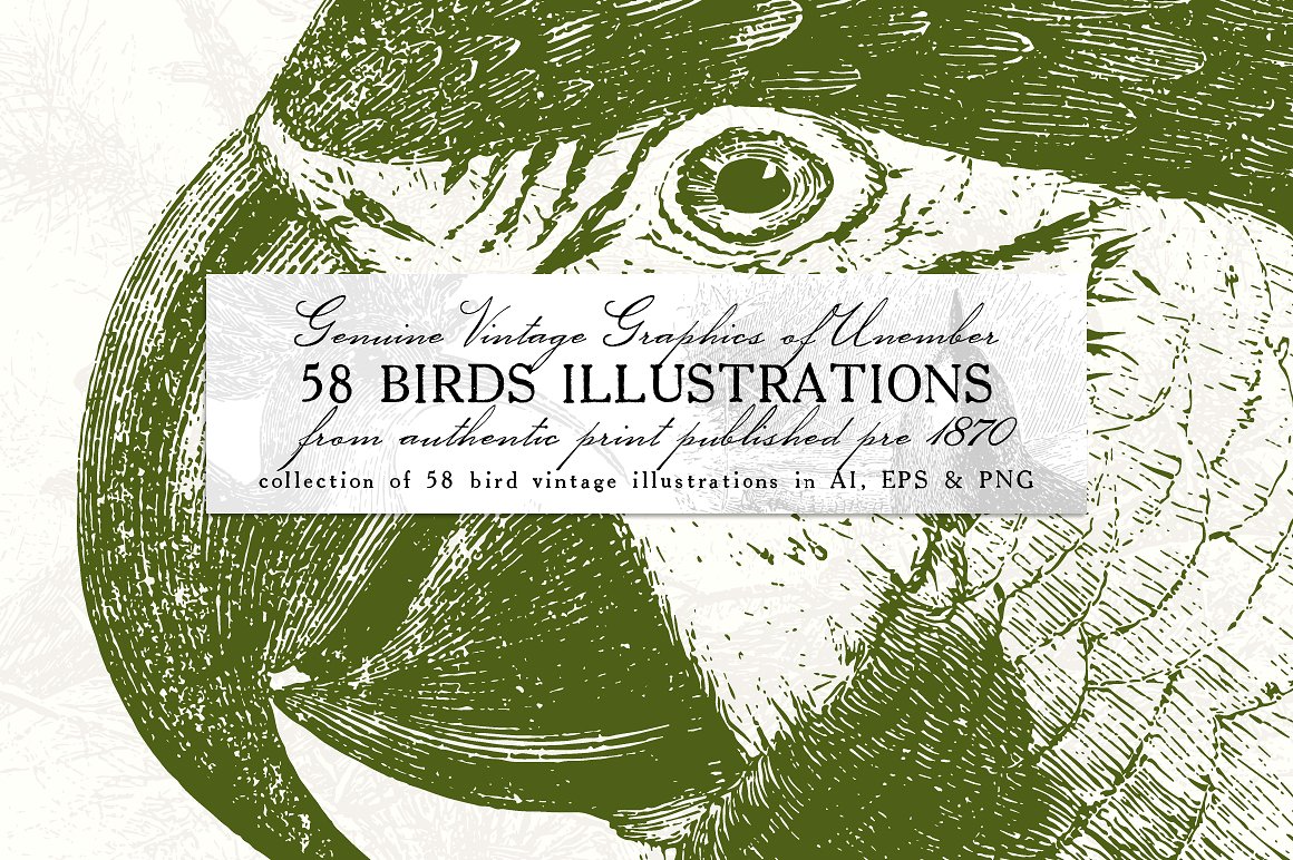 58款复古鸟类插画素材 58 Birds Illustrations