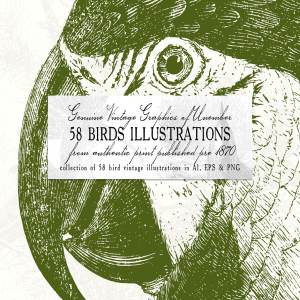 58款复古鸟类插画素材 58 Birds Illustrations