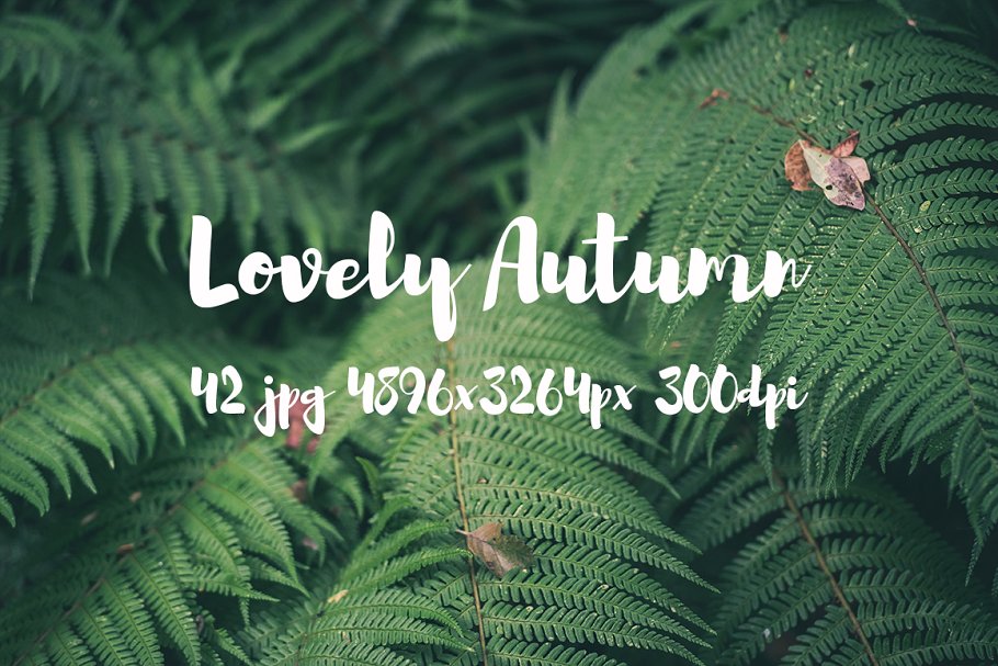 可爱秋天主题高清照片素材 Lovely autumn photo bundle