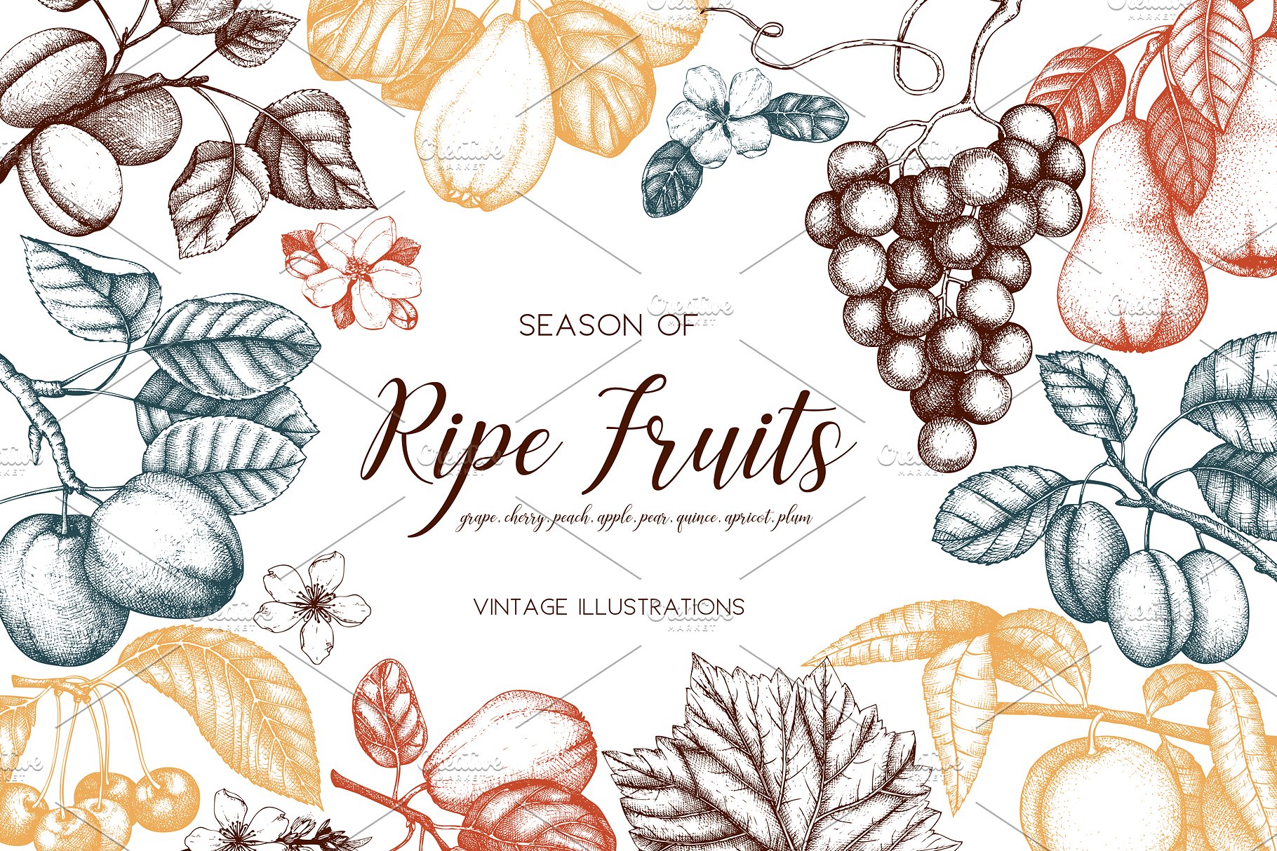 成熟水果矢量插图 Vector Ripe Fruits Illustrations