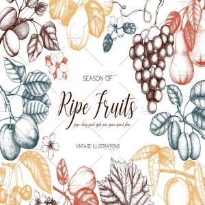 成熟水果矢量插图 Vector Ripe Fruits Illustrations