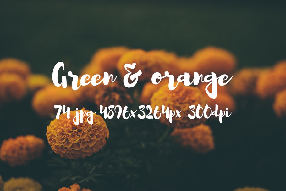 橙黄色花卉高清照片素材 Green and orange photo bundle