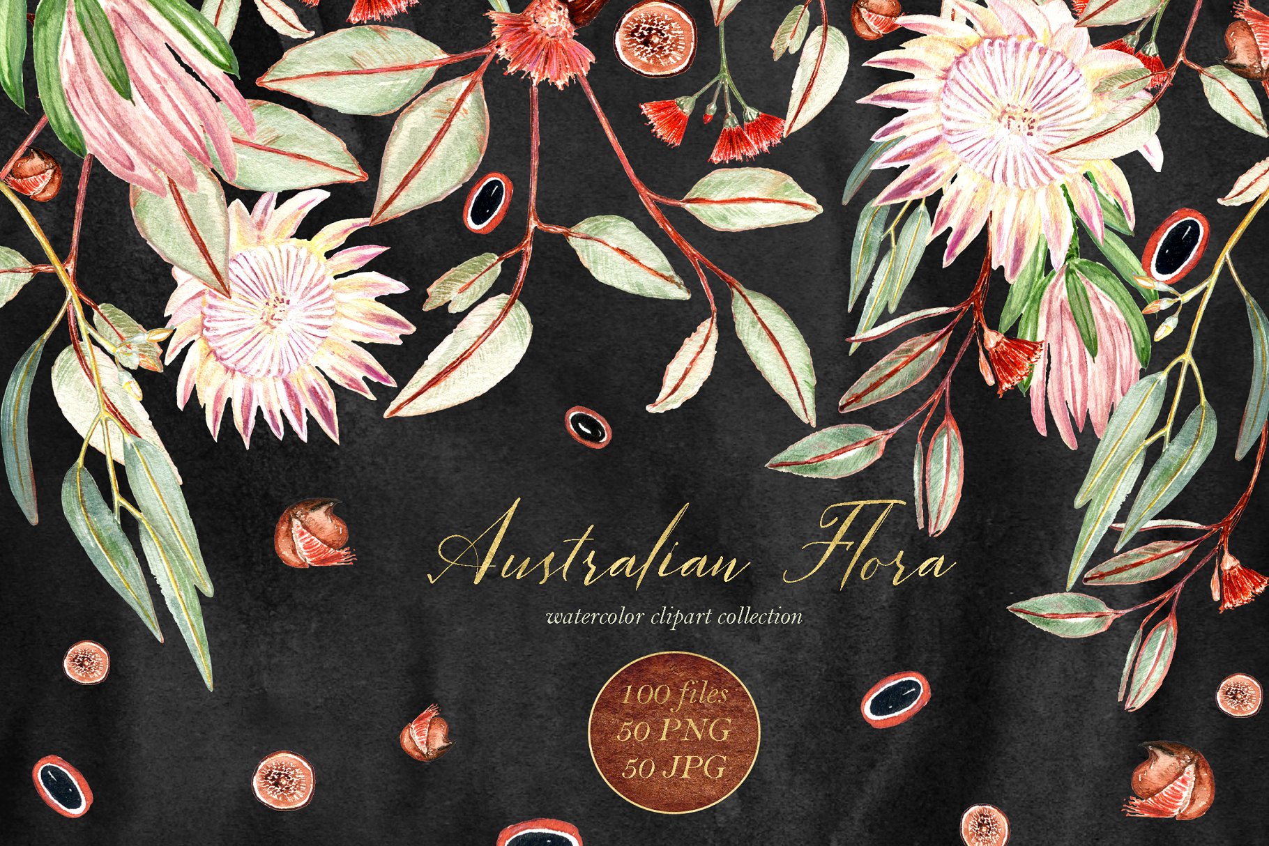 澳大利亚植物水彩剪贴画 Australian Flora Premium watercolor