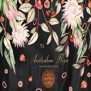 澳大利亚植物水彩剪贴画 Australian Flora Premium watercolor