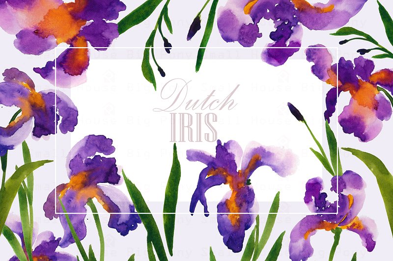 荷兰鸢尾花卉水彩艺术剪贴画 Dutch Iris-Watercolor Clip Art