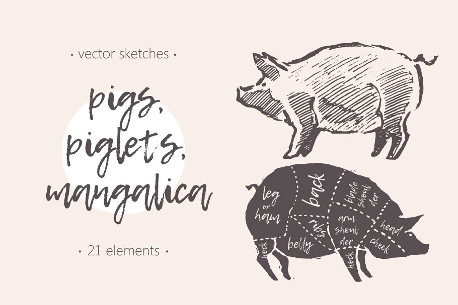 钢笔素描猪图形 Illustrations of pigs, piglets & etc