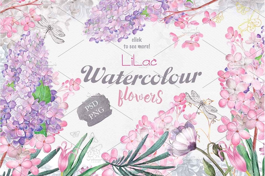 丁香花水彩手绘插图 “lilac”