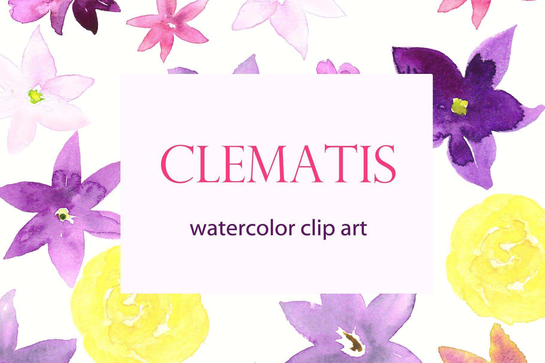 夏季手绘紫色水彩铁线莲剪贴画 Clematis Purple. Watercolor clipart