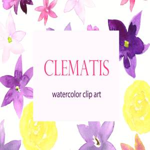 夏季手绘紫色水彩铁线莲剪贴画 Clematis Purple. Watercolor clipart