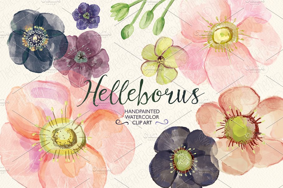手绘水彩藜芦毛茛属植物图像 Watercolor hellebore flowers clipart