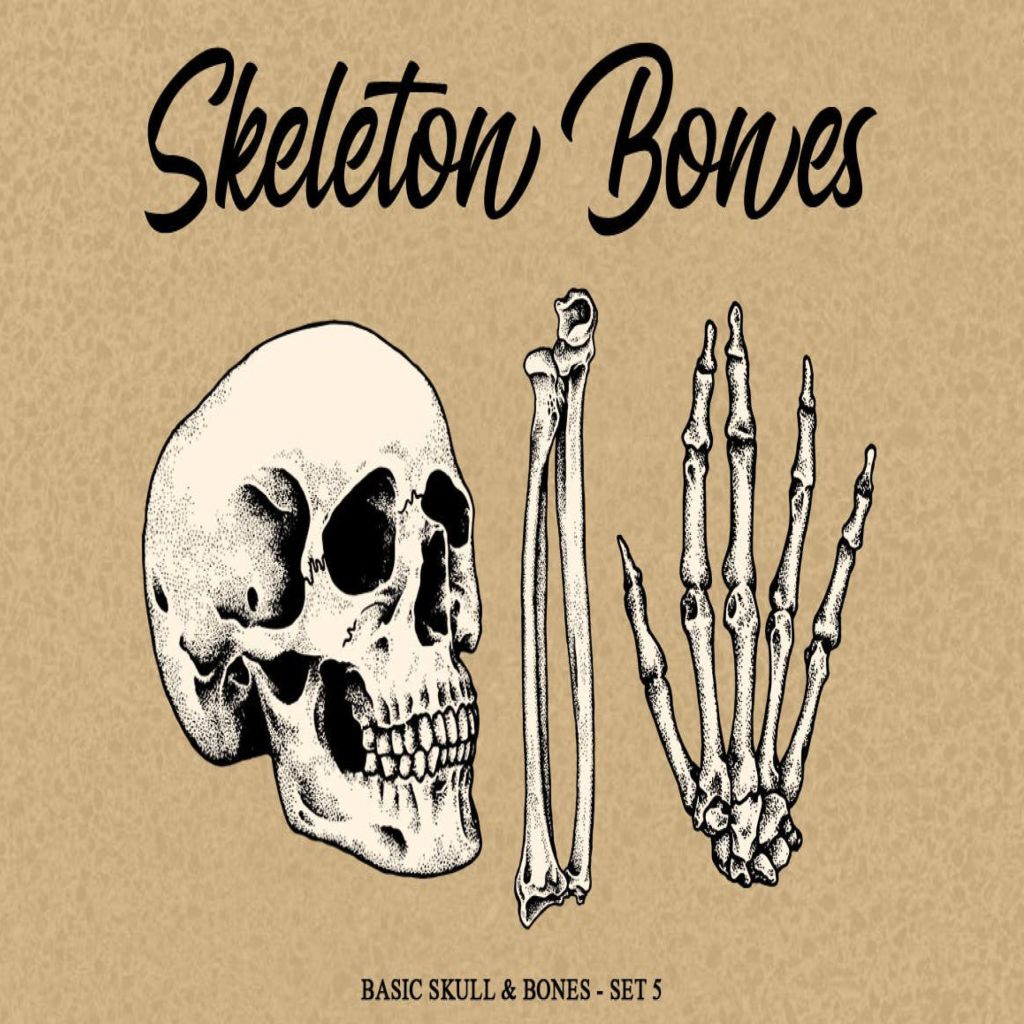 人体骨骼结构矢量手绘插画素材v5 Skeleton Bones set 5插图