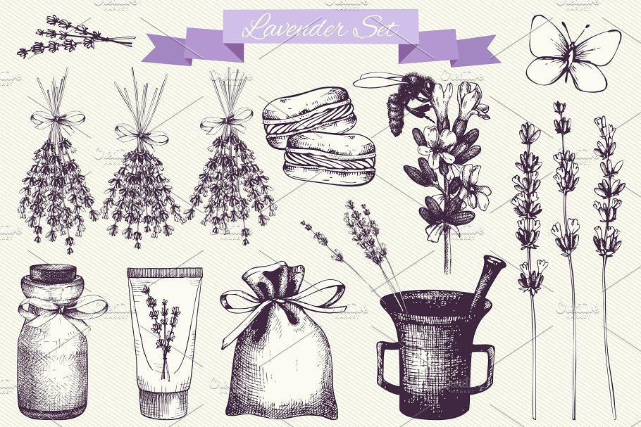 复古墨水手绘薰衣草矢量插图 Vector Lavender Designs Set