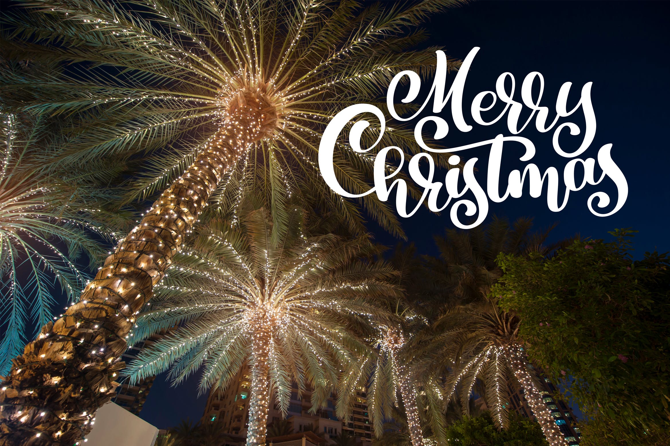 圣诞装饰棕榈高清背景图素材 Christmas palm