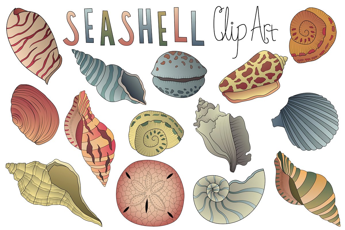 手绘矢量贝壳插画素材 Seashell Clipart Vector PNG & JPG