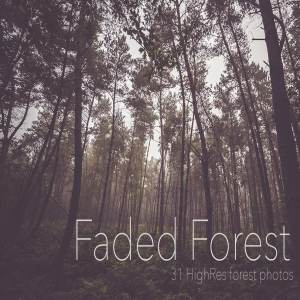 褪色秋天森林高清照片素材 Faded Autumn Forest 31 Photo Pack