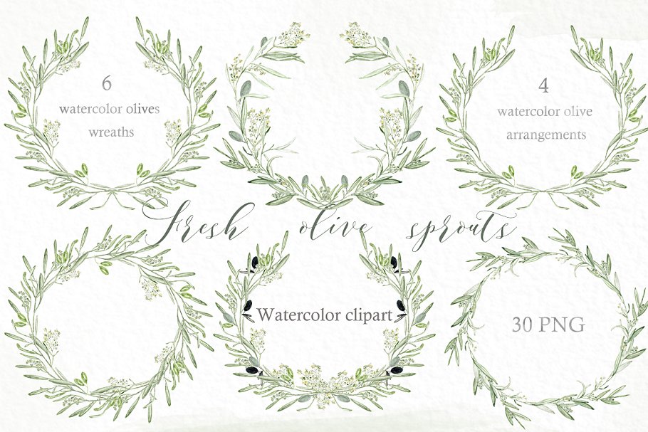 新鲜鼠尾草绿色橄榄枝元素剪贴画 Olive sprouts wreaths branch clipart