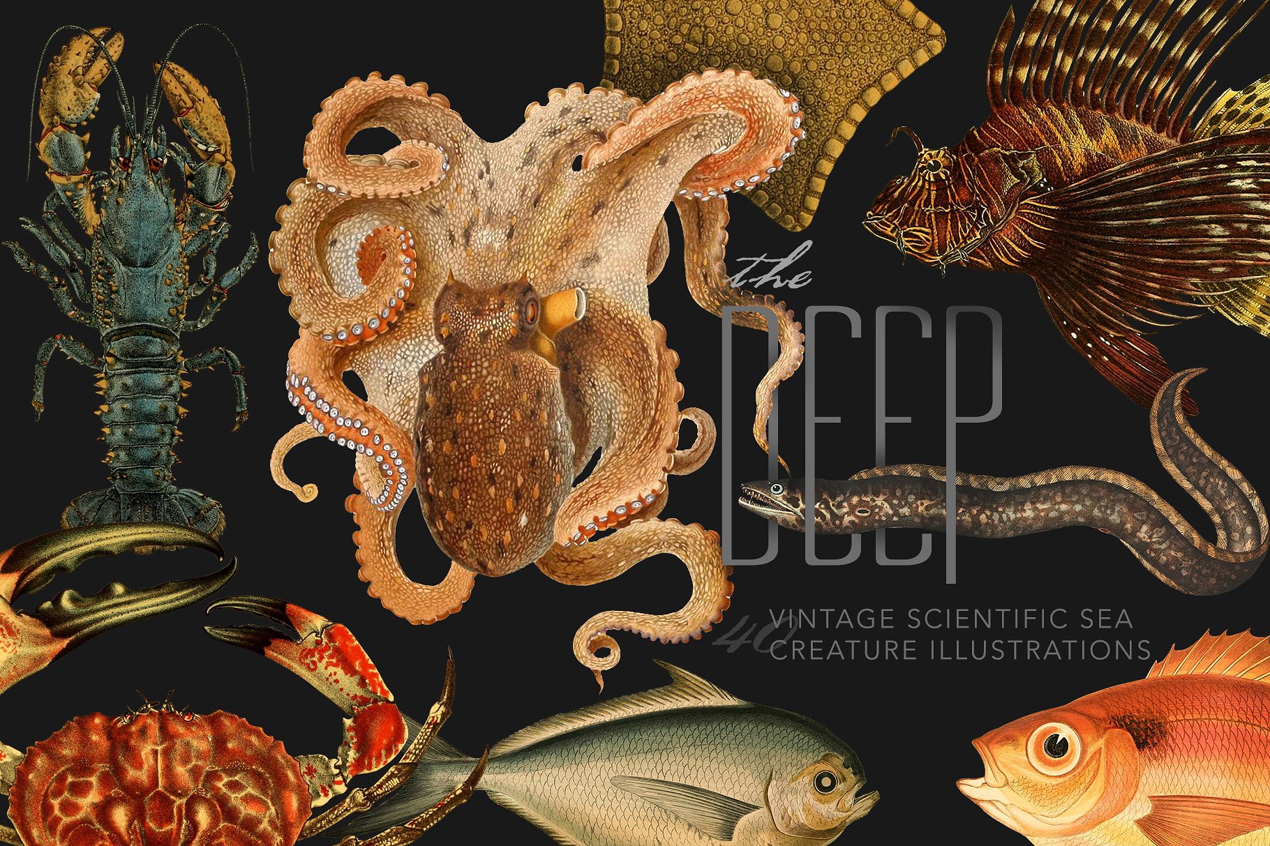 40年代复古深海类海洋生物科学插图 The Deep Sea Creature Illustrations