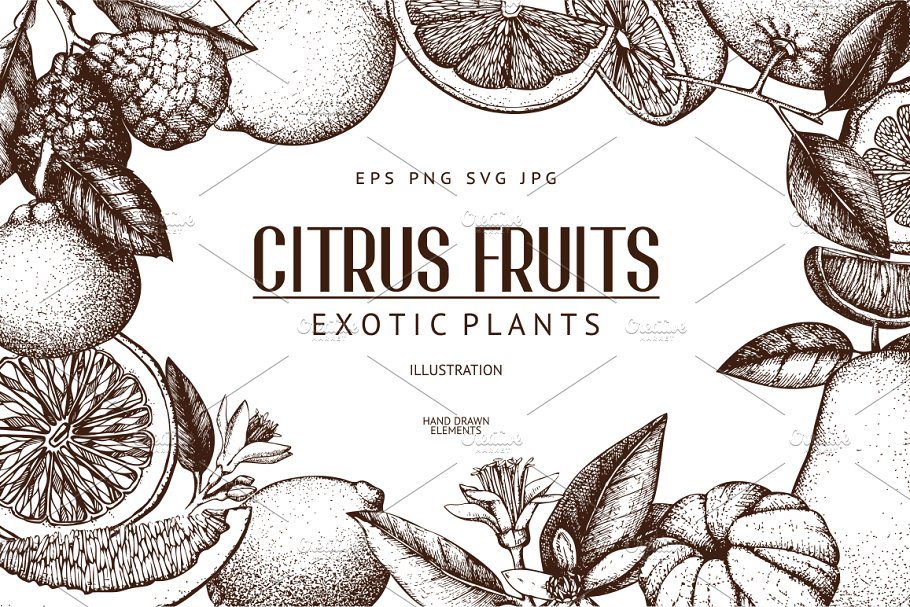 柑桔和植物矢量插画 Vector Citrus Fruits & Plants Set
