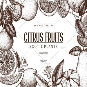 柑桔和植物矢量插画 Vector Citrus Fruits & Plants Set