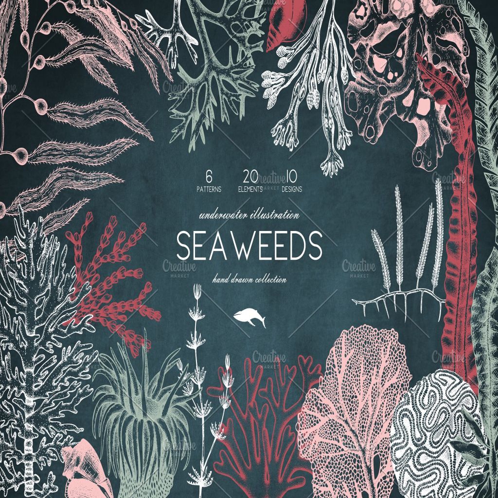 海藻珊瑚矢量插画合集 vector seaweeds corals set