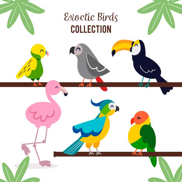 一组可爱卡通鸟类插图 Flat exotic bird collection