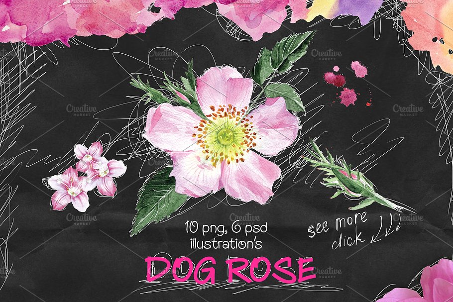 高雅水彩花卉插画元素 Dog-rose