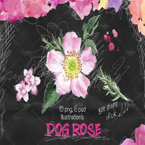 高雅水彩花卉插画元素 Dog-rose
