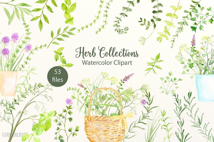 水彩手绘草本植物剪贴画合集 Watercolour Herb Illustration
