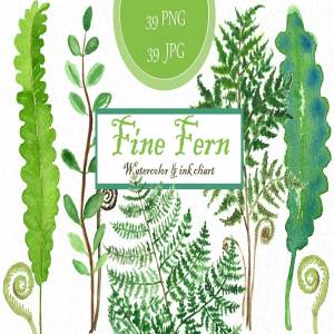 精美蕨类水彩水墨剪贴画合集 Fine ferns. watercolor clipart